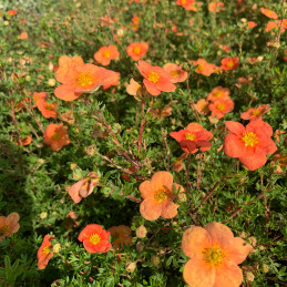 Mochna křovitá / Potentila fruticosa ‘Orangeade’