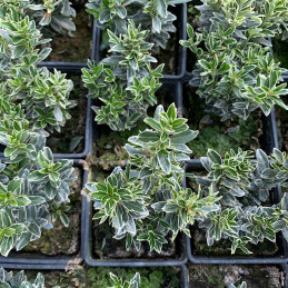 Brslen japonský / Euonymus jap.’MICROPHYLLUS ALBUS’