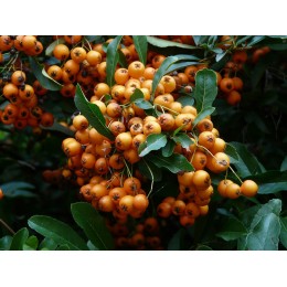 Hlohyně šarlatová / Pyracantha coccinea