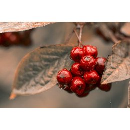 Arónie, Temnoplodec / Aronia arbutifolia ‘Brilliant’