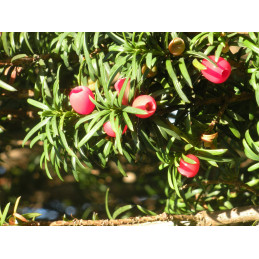 Tis prostřední / Taxus x media ‘Hicksii’