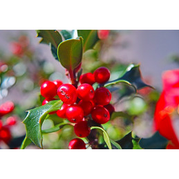 Cesmína / Ilex meserveae 'Blue Angel'