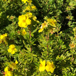 copy of Mochna křovitá / Potentilla fruticosa ‘Yellow Bird’