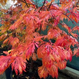 Javor japonský / Acer japonicum ‘ACONITIFOLIUM’