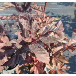 Tavola kalinolistá / Physocarpus opulifolius 'André'