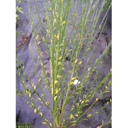 Janovec metlatý v kultivarech / Cytisus Scoparius