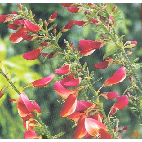 Janovec metlatý v kultivarech / Cytisus Scoparius