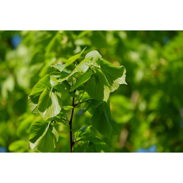 Lípa malolistá - Tilia cordata