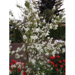 Muchovník kanadský - Amelanchier canadensis