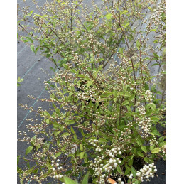 Trojpuk / Deutzia crenata 'Dippon'