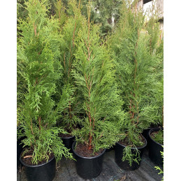 Zerav západní / Thuja occidentalis ´Smaragd´