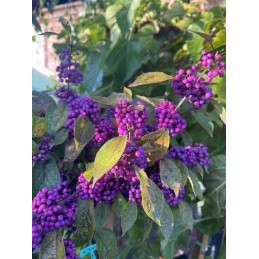 Krásnoplodka - Callicarpa bodinieri 'PROFUSION' KMÍNEK 120CM