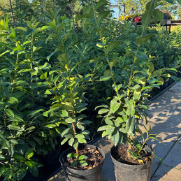 Bobkovišeň lékařská / Prunus laurocerasus NOVITA 100-120cm