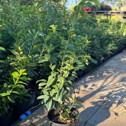 Bobkovišeň lékařská / Prunus laurocerasus NOVITA 80-100cm