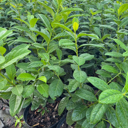 Bobkovišeň lékařská / Prunus laurocerasus NOVITA  50-60cm