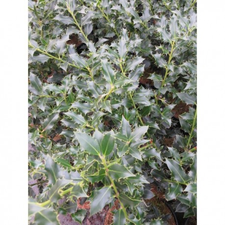 Cesmína ostrolistá / Ilex aquifolium