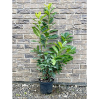 Bobkovišeň lékařská